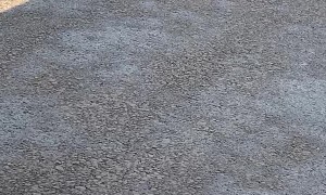 Family of Ferrets Scurry Across Street