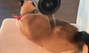 Kitty Relaxes as Her Human Vacuums Her Hair
