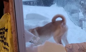 Dog Digs His Way Through Cat Door