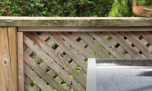 Backyard Chipmunk Eats from the Hand