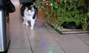 Chonky Cat Comes Running for a Snack