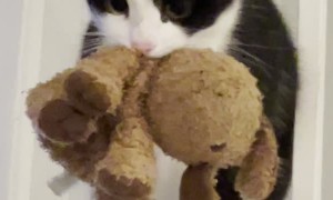 Kitty Plays Fetch Like a Puppy Dog