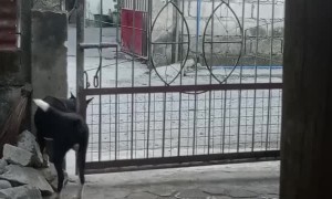 Clever Dog Gets Pack In and Out of Gate