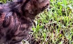 Bengal Cat Argues with his Hooman