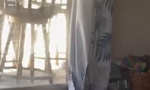 Siamese Cat Lets Roomba Drag Him Around