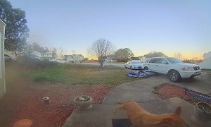 My Dog Knows How to Ring the Doorbell