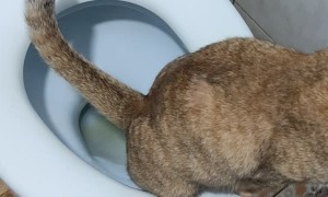 Conscious Cat Uses Toilet