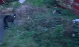 Cat Owner Vents About Frustration of Cat in Heat