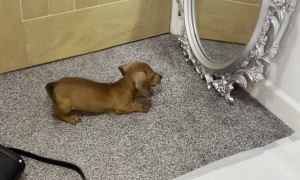 Puppy Bruce Seeing Himself in a Mirror for the First Time