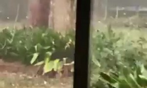 Golf ball size hail occurs in Marshall, Texas