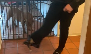 Puppy Crawls into Owners Pants Falls Out the Pant Leg