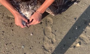 Saving a Seagull on the Beach