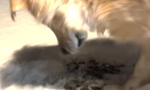 Golden Retriever Attacks Shadows in the Snow