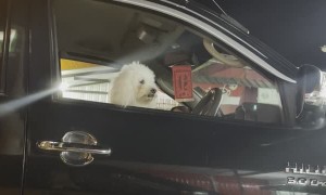 Talking to a Dog in a Parked Truck