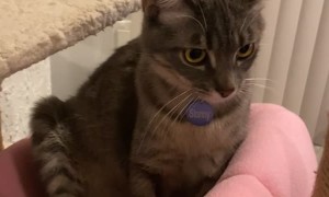 Cat Can't Quite Scratch Her Itch