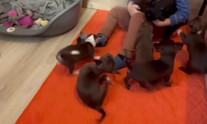 Playful Puppies Pounce on Kiddo