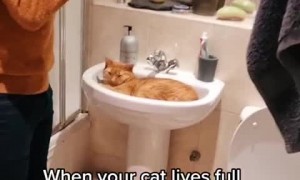 Cat claims sink, forces owner to brush teeth in shower