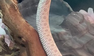 Dale the Pretentious Albino Hognose Snake