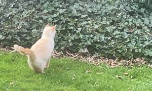 Cats are Incredible Hunters