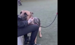 Incredible moment  when dog chooses woman at the shelter 