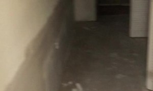 Cat Ends up in Walls After Workers Fix Flood Damage