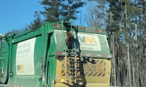 Raccoon Goes for a Garbage Truck Ride