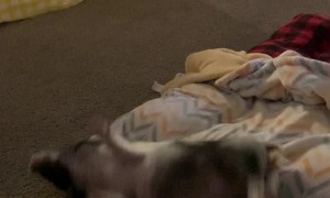 Piggy Runs in for Daily Roll