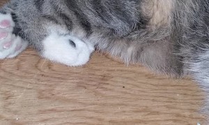 Cat Caught Snoring in Cabinet