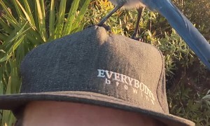 Scrub Jay Lands and Stands on Man's Hat
