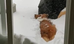 Penny Disapproves of the Snow Being Higher than Her Wee Little Legs…