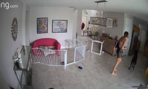 Great Dane Runs into Glass Door Breaking it