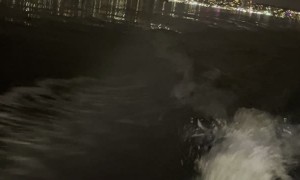 Sea Lion Follows for Snack