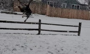 Dog Excited to Catch Snowflakes