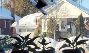 Squirrel Pulls Down Window Bird Feeder