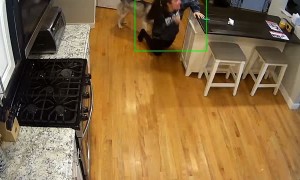 Kota With Zoomies Knocks Owner Over