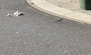 Tata Lizard Runs Straight into Garbage Bin