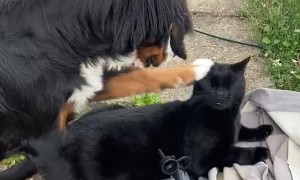 Puppy Tries to Pet Cat