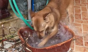 Finally Figuring Out Why the Water Dish is Always Empty