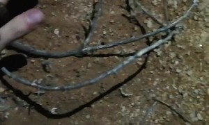 Showing Off a Giant Burrowing Scorpion