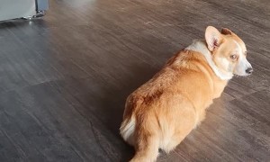 Cute Corgi Startled by Roomba
