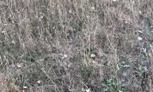 Kids Use Pets as a Canvas