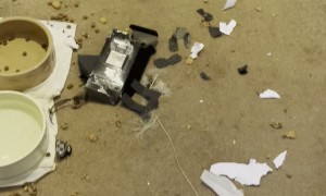 Siberian Husky Creates Doggone Disaster