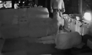 Tripping Over the Dog in the Dark