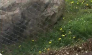 Happy Kiddo Cries For Precious Puppy Surprise