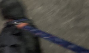 Pup Wears Cute Dinosaur Costume