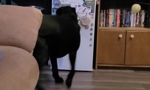 Service Dog Retrieving Water Glitches Out