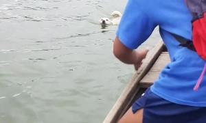 Dogs Hitch a Ride on a Boat
