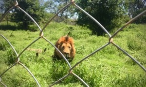 Lion Charges at the Fence