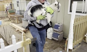 Dramatic Goat Doesn't Want to Fall