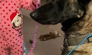 Patient Doggy Plays Dress-Up